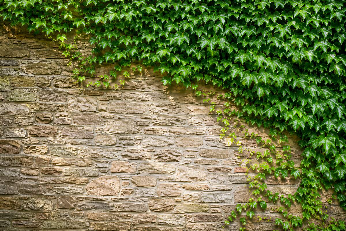 Papier peint lierre sur mur clair décoration naturelle pour salon