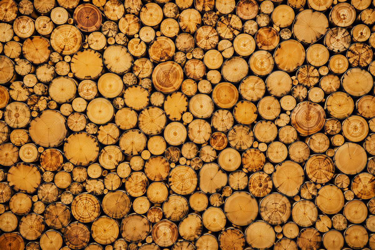 Papier peint tranches de bois naturelles beiges pour intérieurs éco