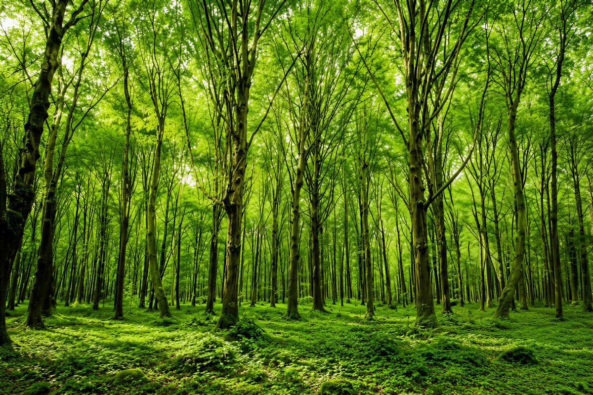 Papier peint forêt verte dans la brume avec des rayons de soleil nature paisible