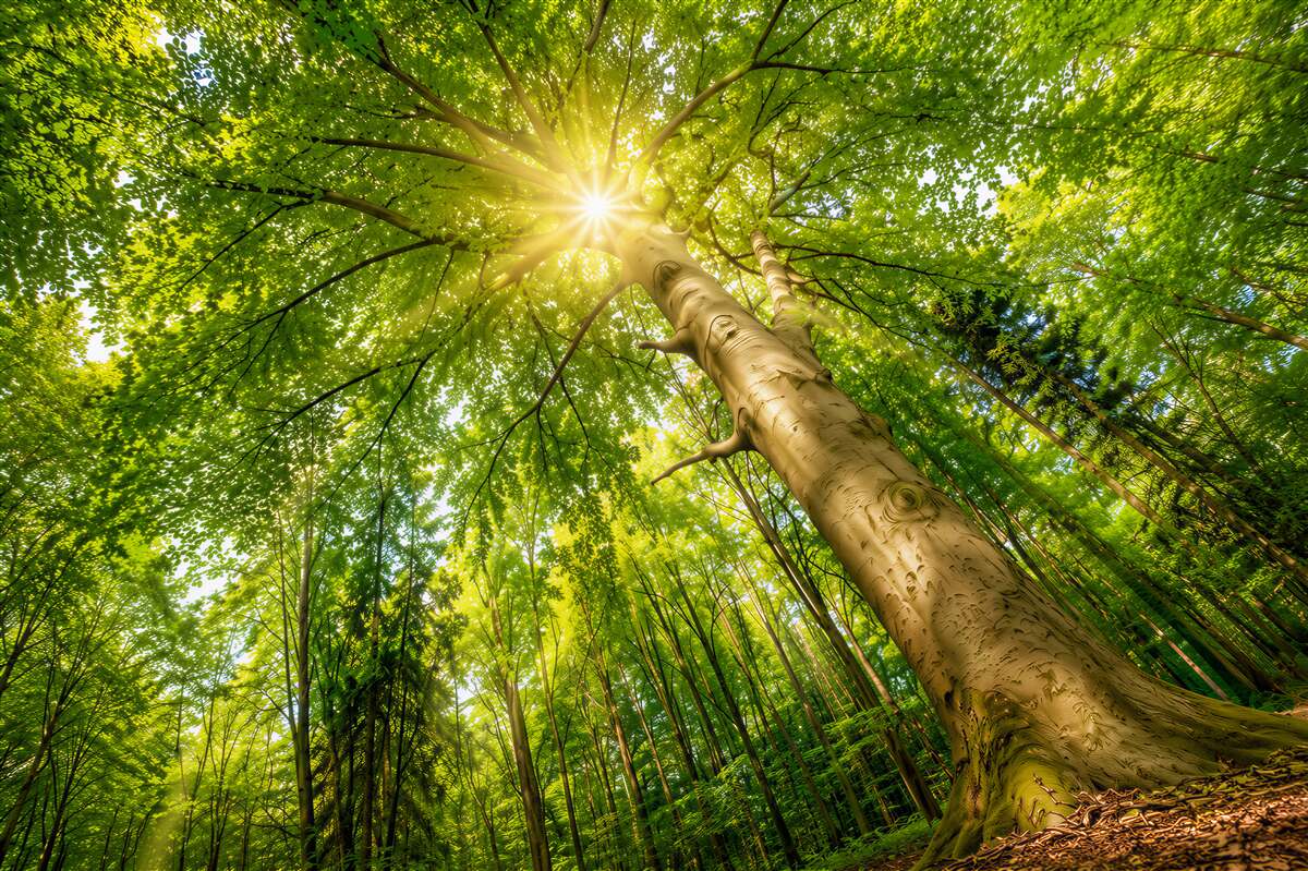 Papier peint arbre dans les rayons de soleil forêt verte au matin