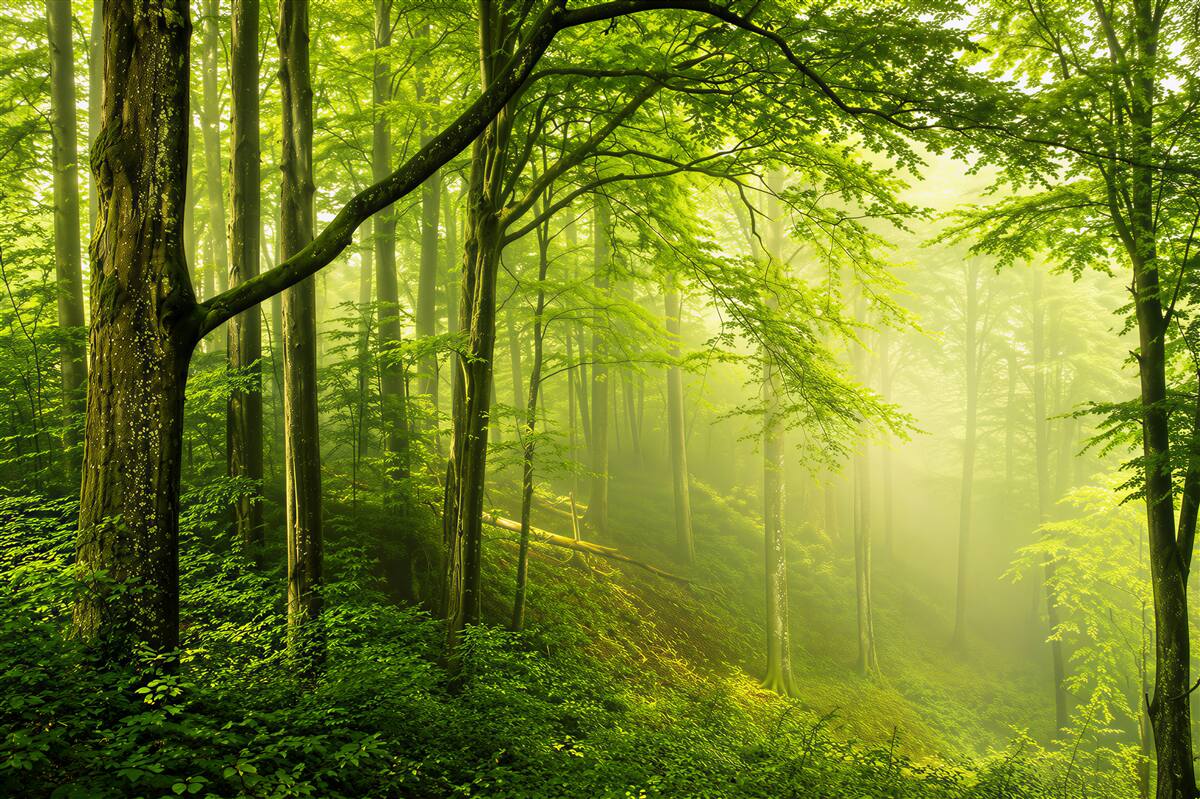 Papier peint chemin forestier dans les rayons de soleil vert paisible
