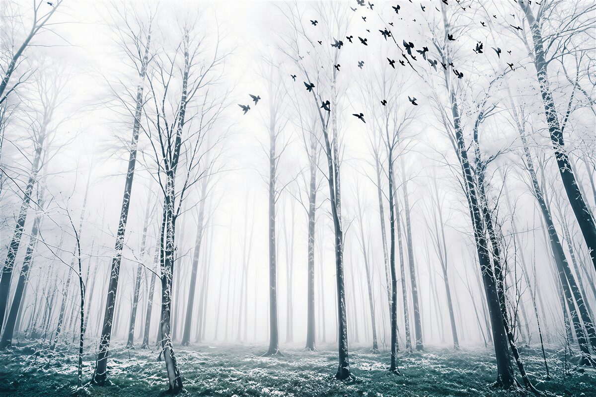Papier peint forêt d'hiver dans le brouillard avec oiseaux en couleurs pastel