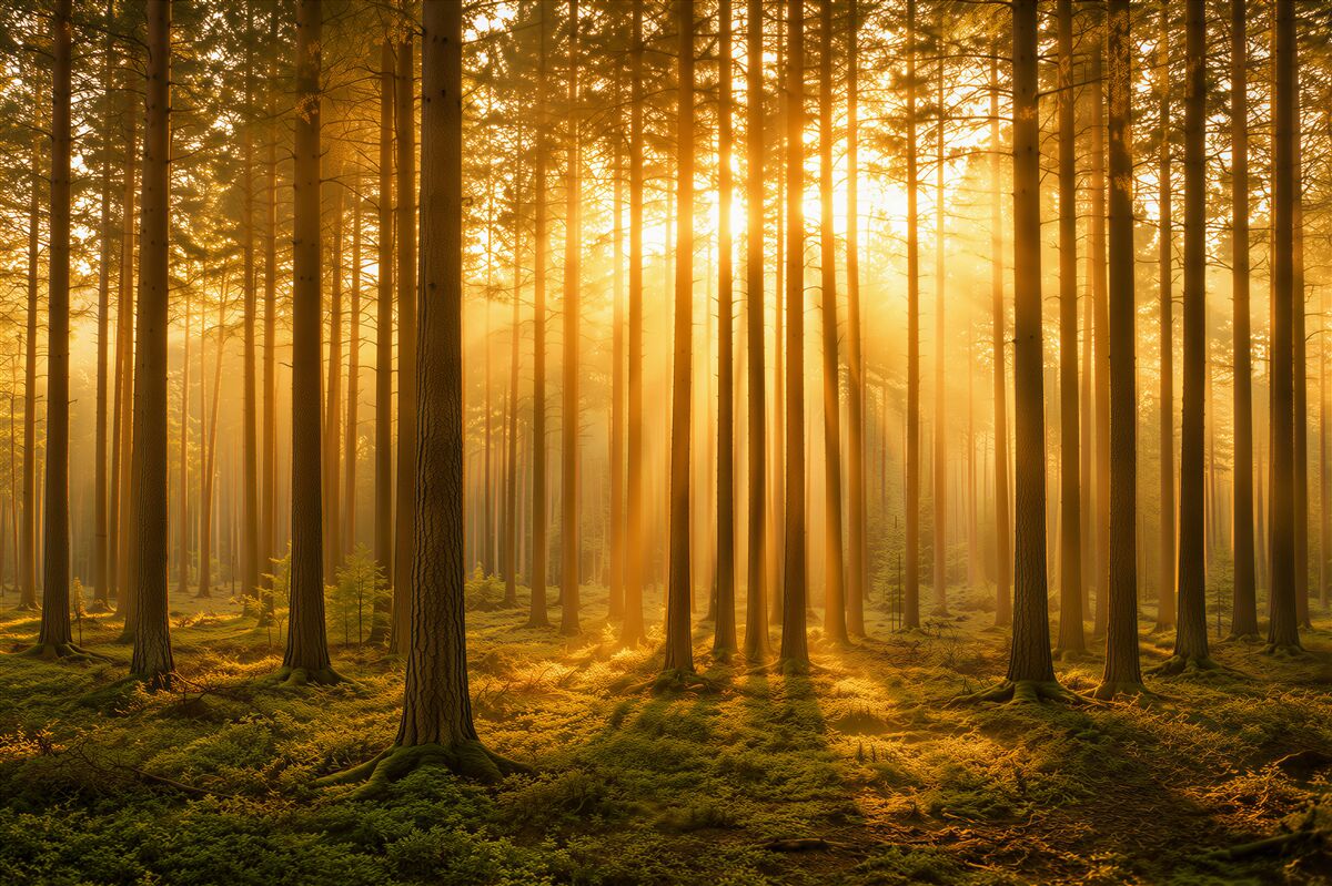 Papier peint forêt de pins dans la brume avec lumière dorée nature paisible