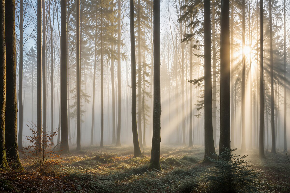 Papier peint les rayons du soleil traversent la brume dans la forêt