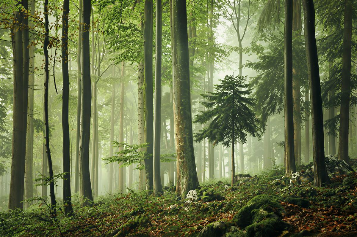 Papier peint lumière dans la brume de la forêt feuillue