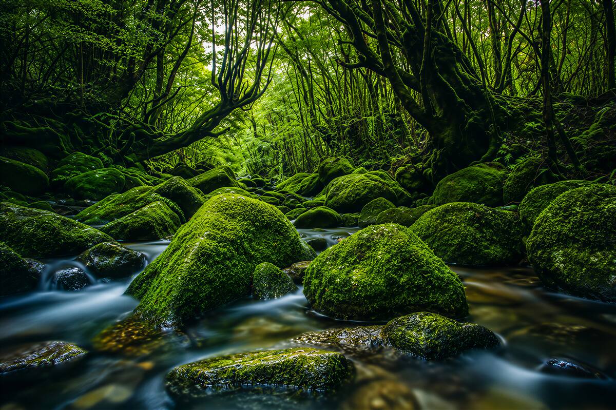 Papier peint forêt endormie près d'une cascade