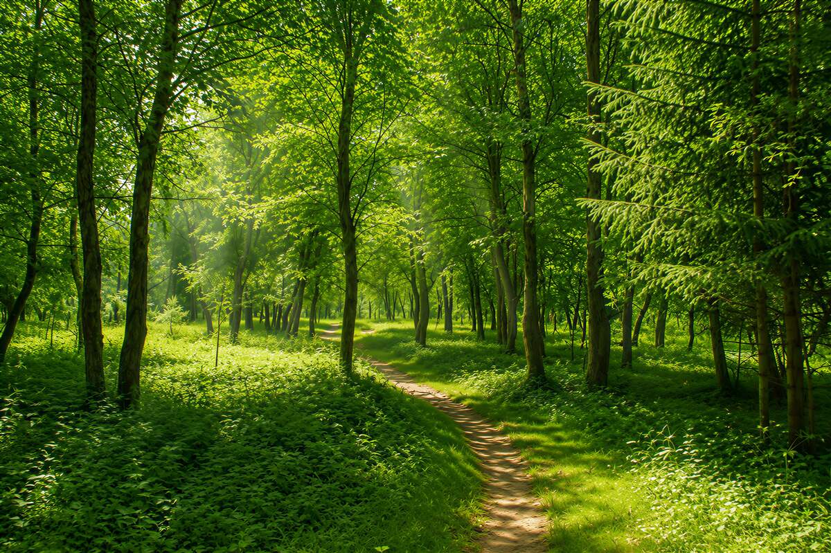 Papier peint rayons de soleil lumineux traversant les cimes des forêts