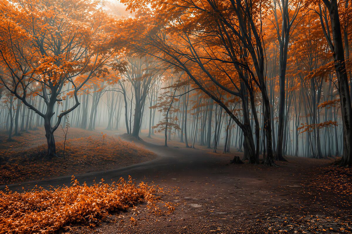 Papier peint chemin dans une forêt brumeuse d'automne