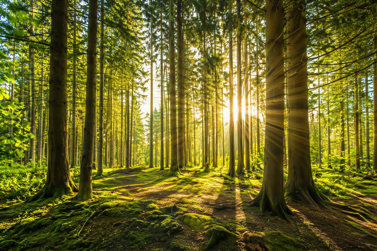 Papier peint rayons de soleil parmi les arbres élancés
