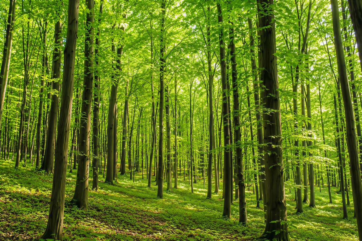 Papier peint forêt feuillue élancée en été