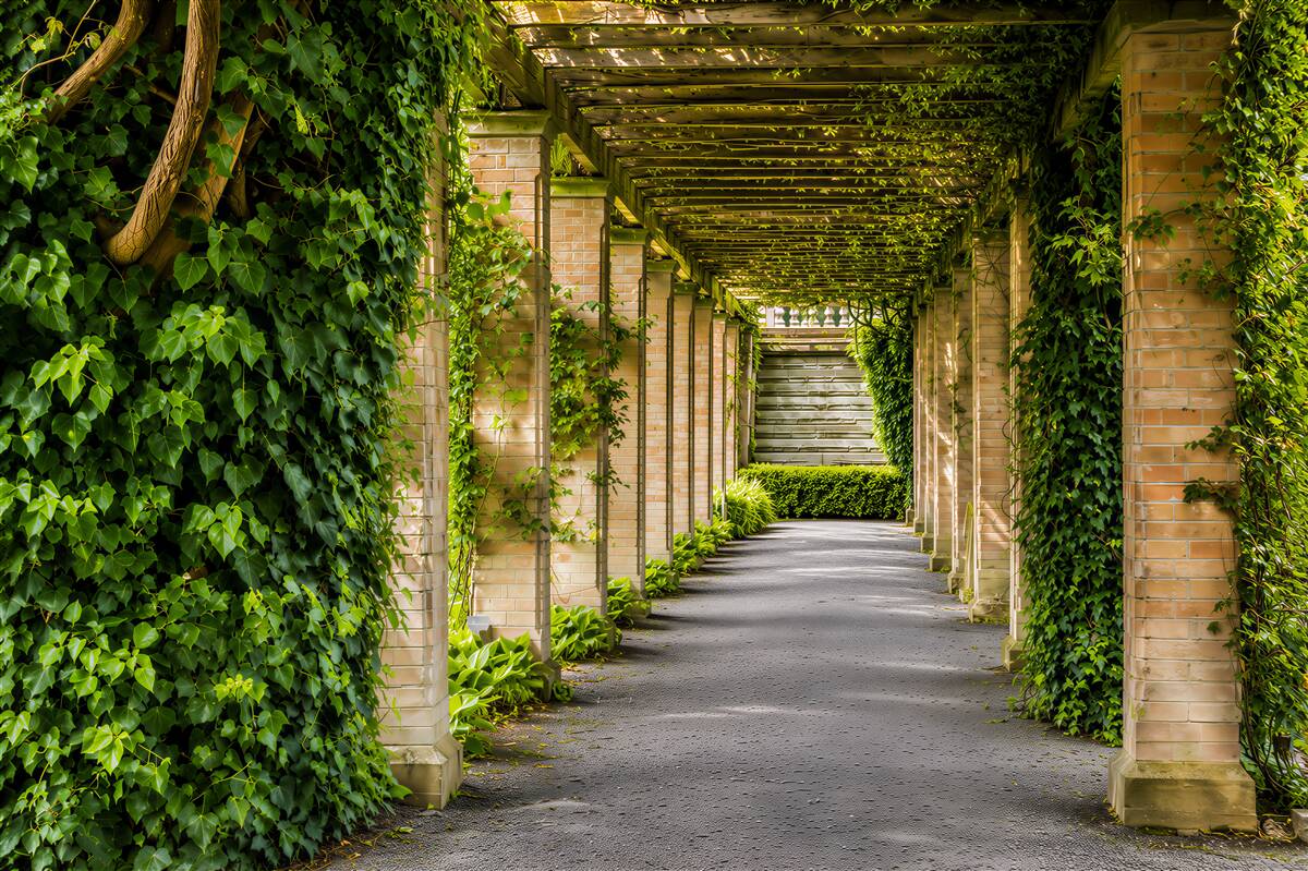 Papier peint beau tunnel brun dans des plantes vertes