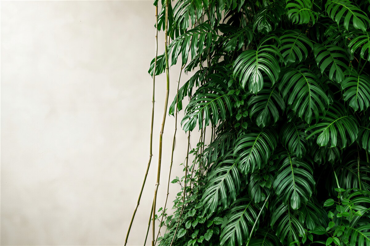 Papier peint feuilles denses de monstera verte