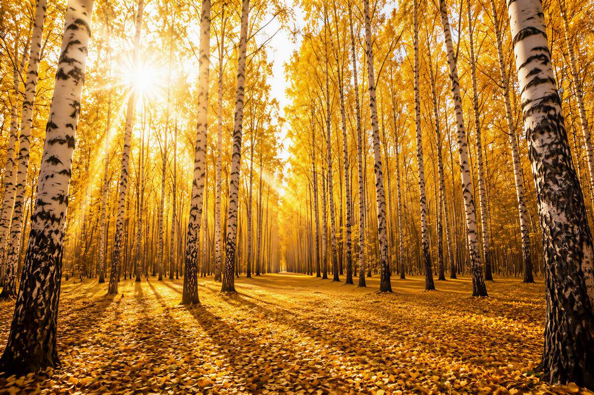 Papier peint lever de soleil clair dans le bosquet d'automne