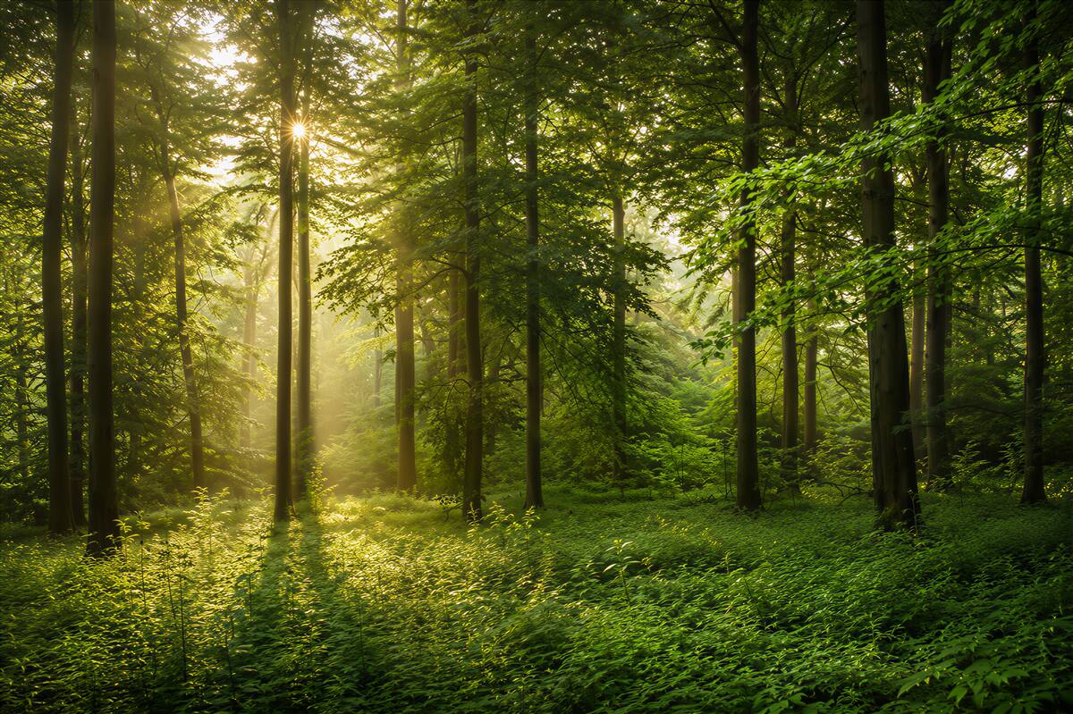 Papier peint rayons du soleil du matin perçant la forêt