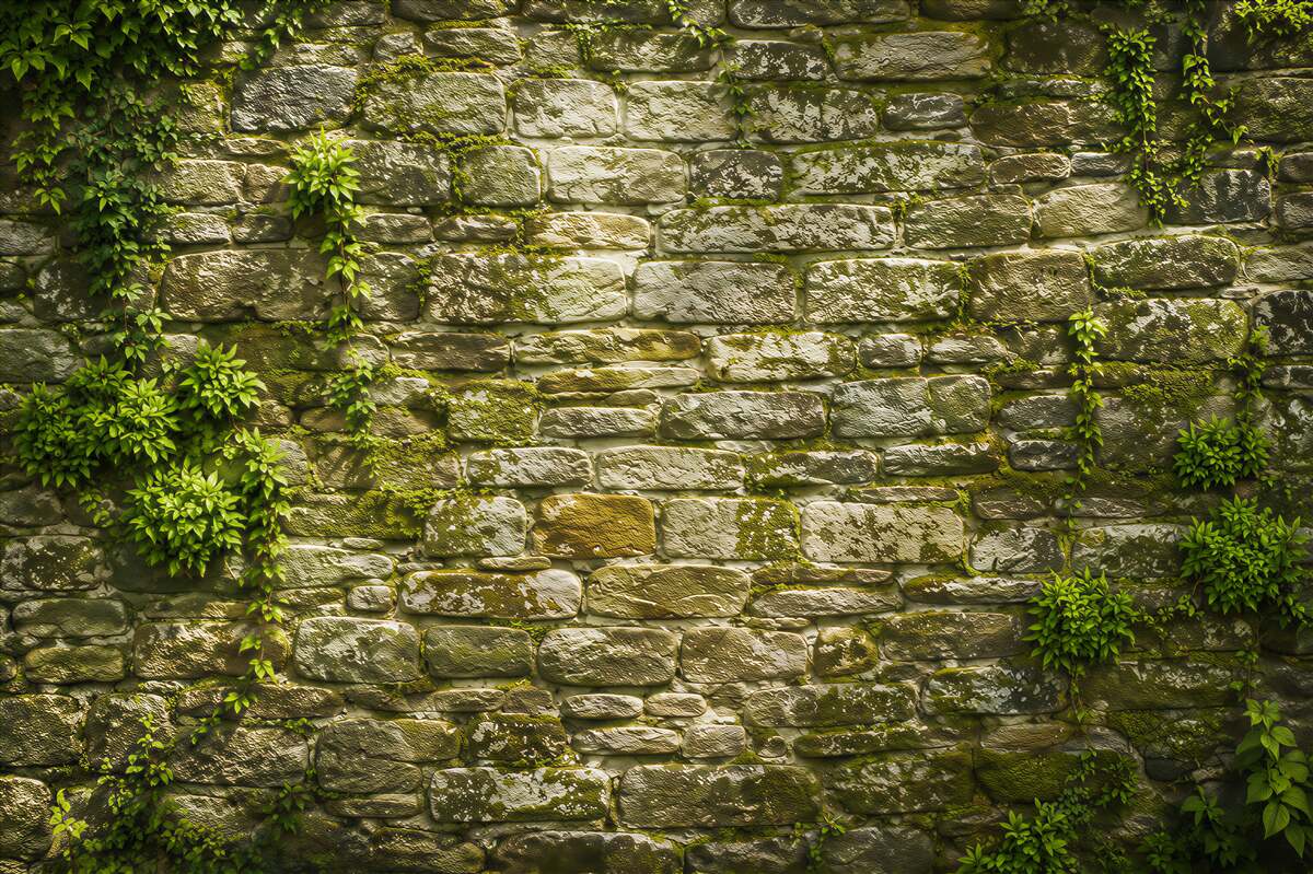 Papier peint mousse sur un vieux mur en pierre