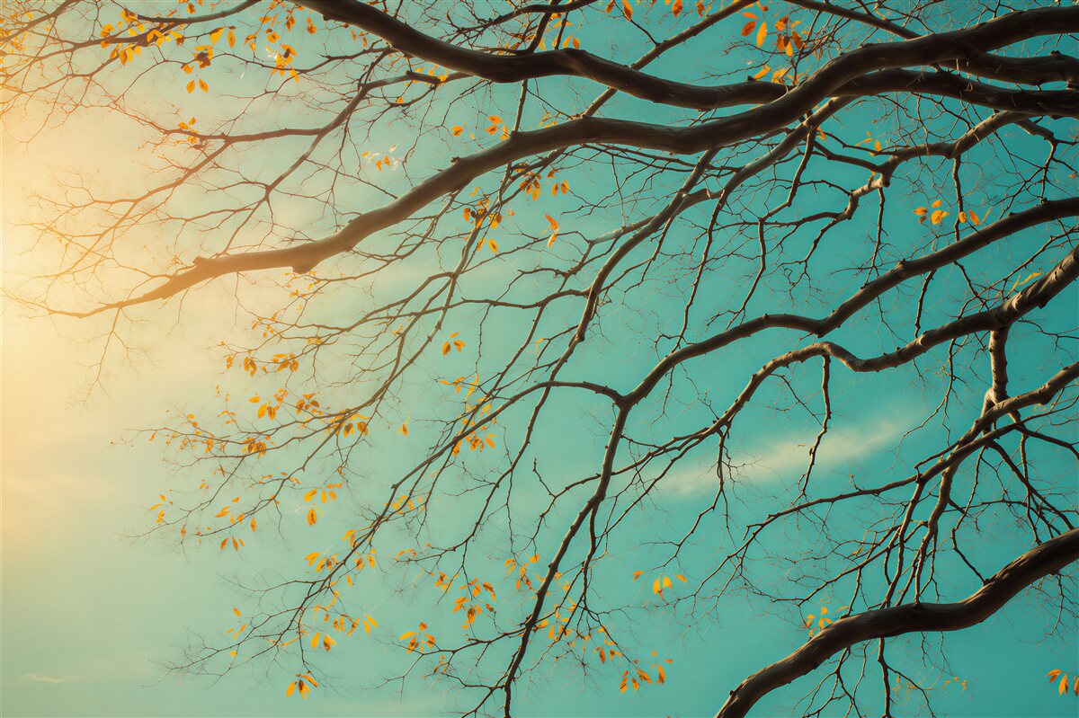 Papier peint Branches d'arbres dans le ciel