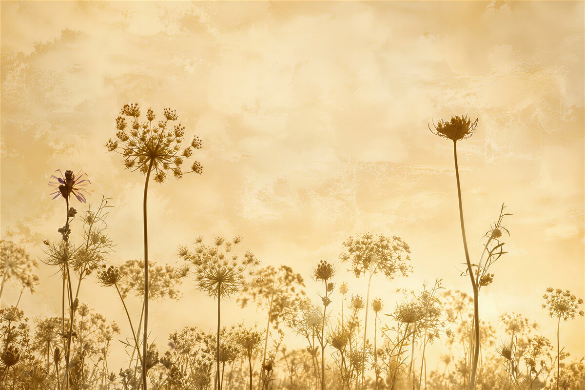 Papier peint voiles de fleurs des champs sur fond doré prairie délicate