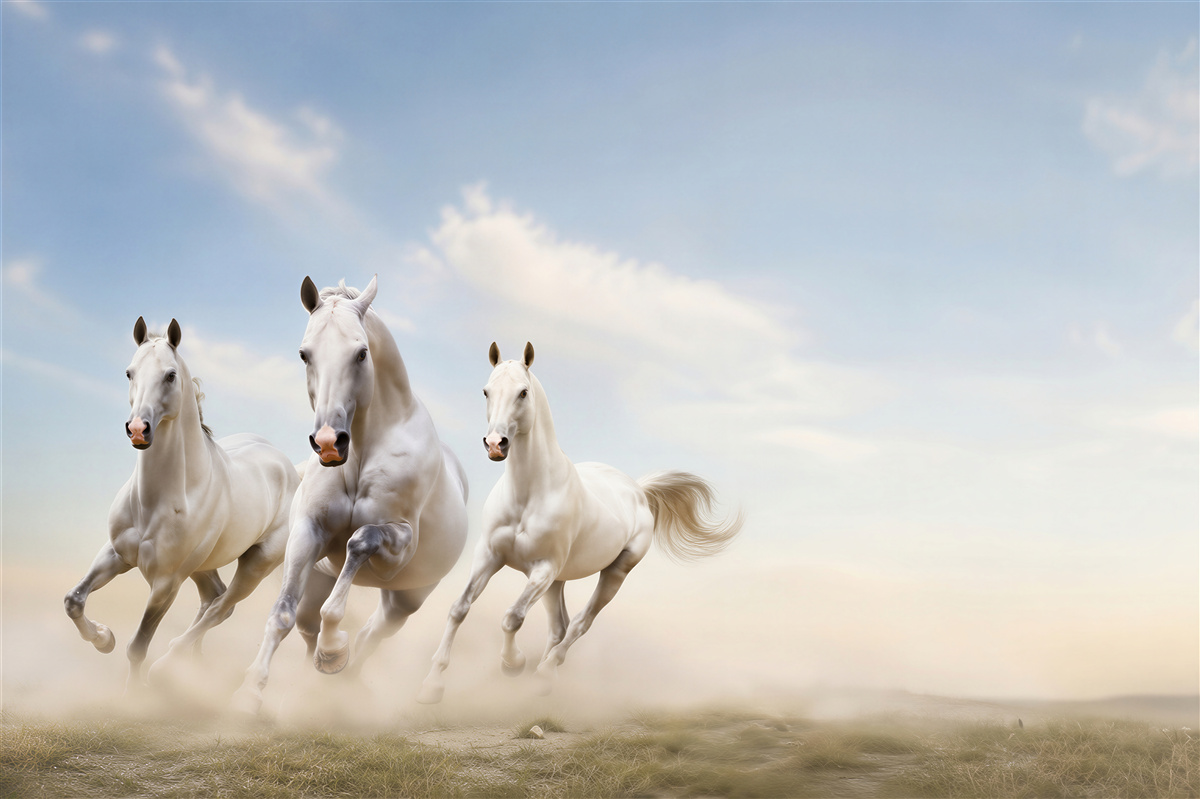 Papier peint Chevaux blancs dans la poussière