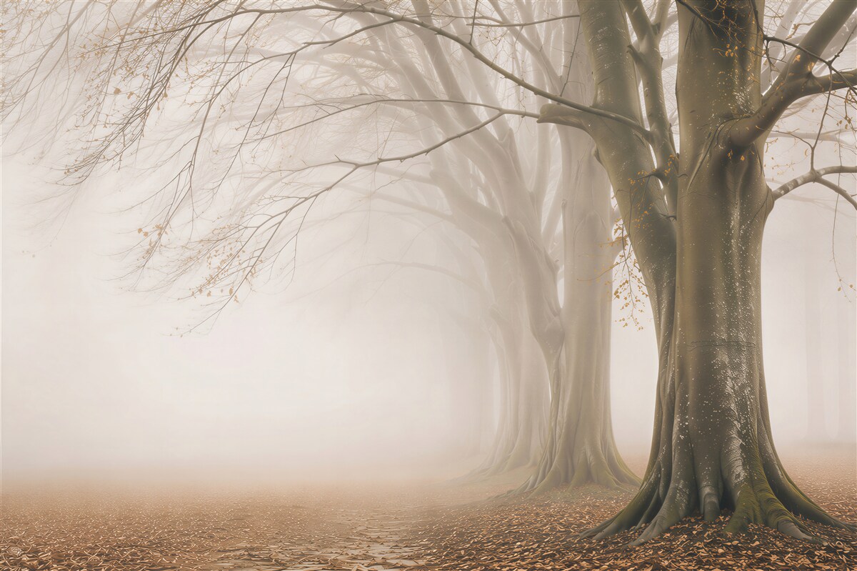 Papier peint allée d'arbres dans la brume paysage forestier beige pour le salon