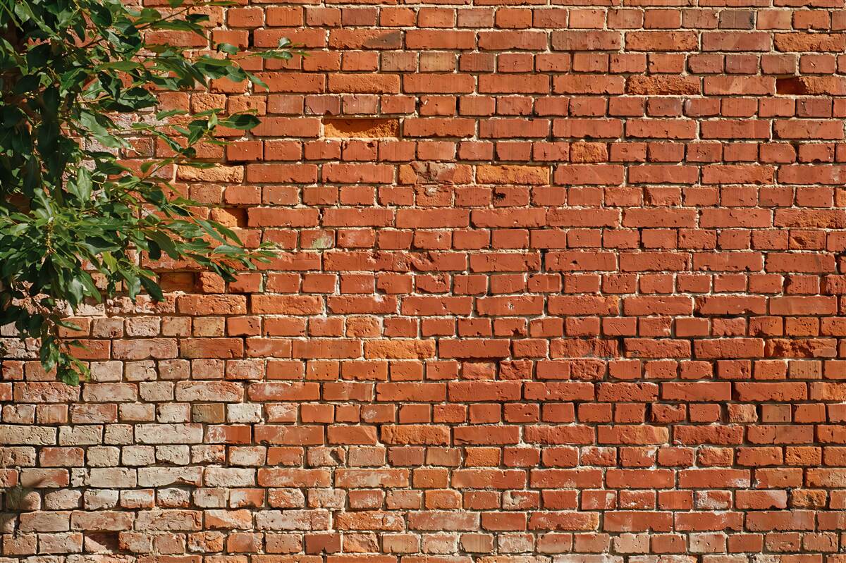 Papier peint branche d'arbre à côté d'un mur en briques
