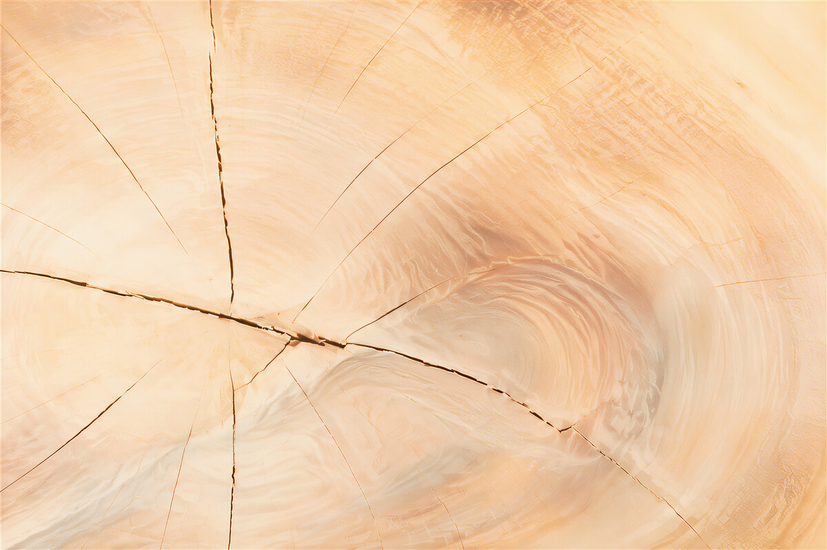 Papier peint cernes de vie d'un arbre dans une maison en rondins