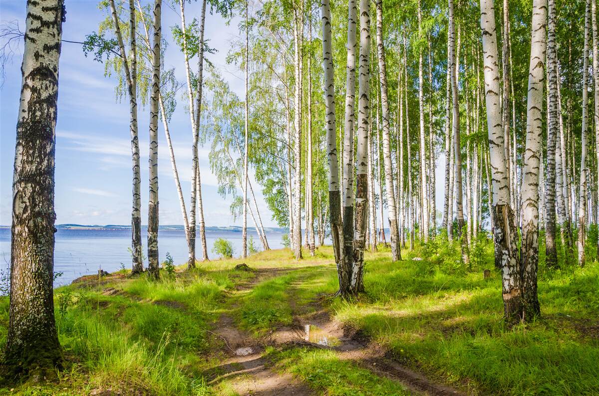 Papier peint prairie verte de bouleaux près du lac