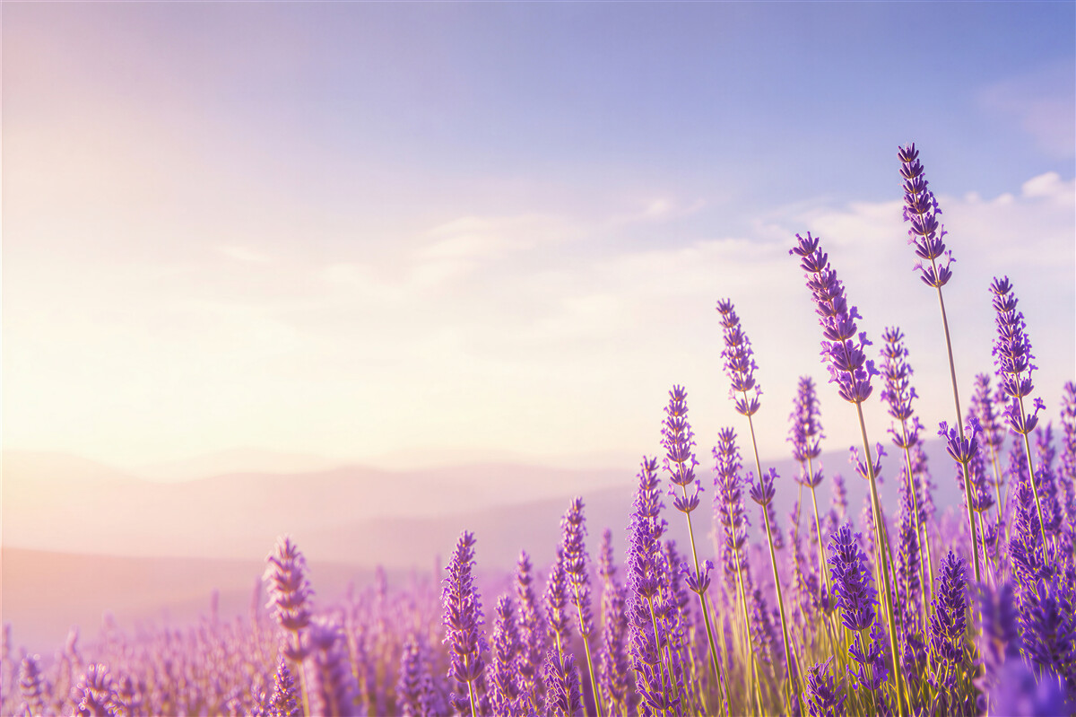 Papier peint lavande violette sous un ciel bleu