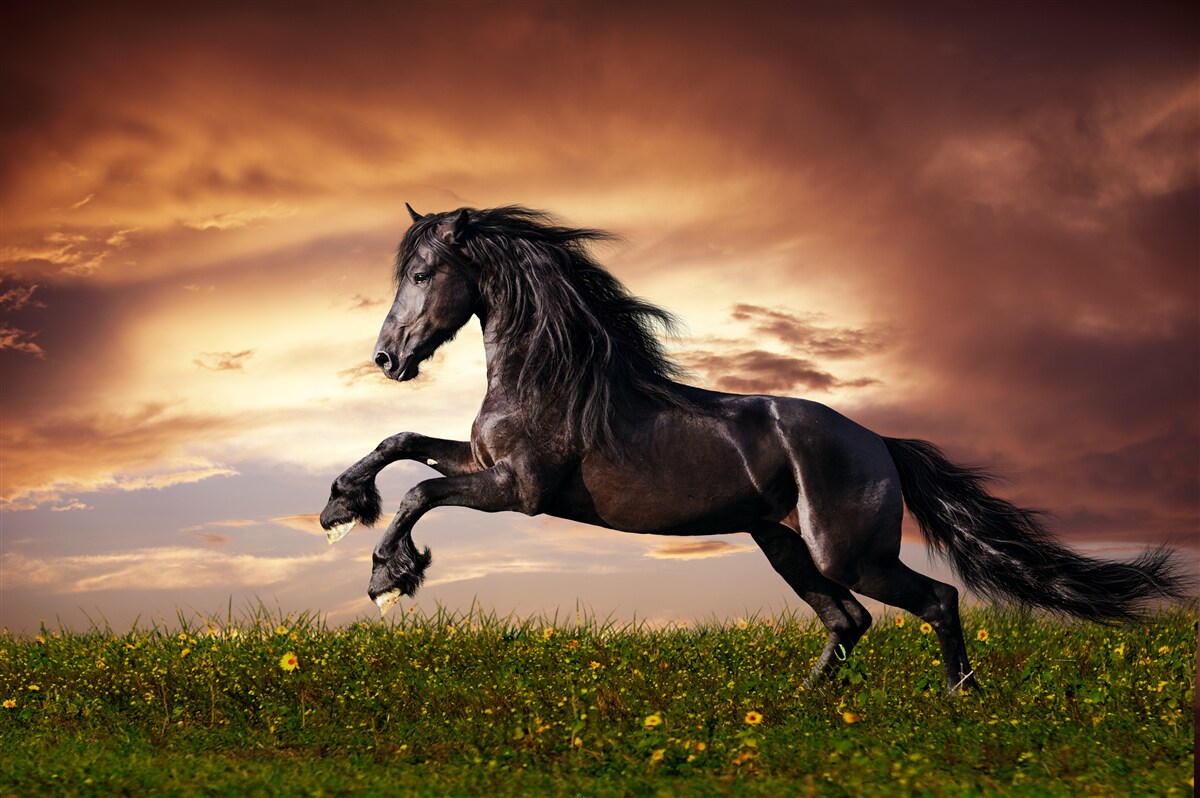 Papier peint cheval puissant sautant dans l'herbe