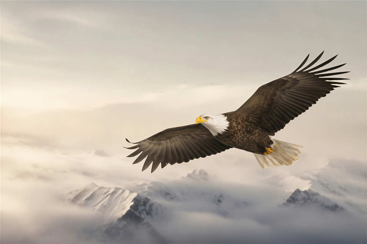 Papier peint aigle royal en vol