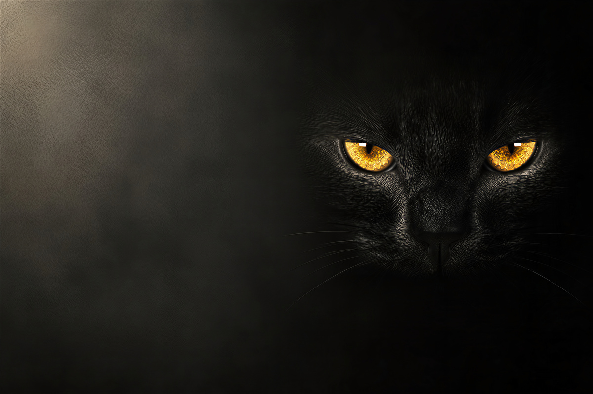 Papier peint regard perçant d'un chat noir