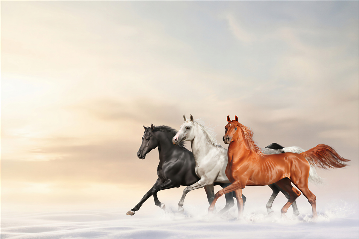 Papier peint trois chevaux galopant sur la neige