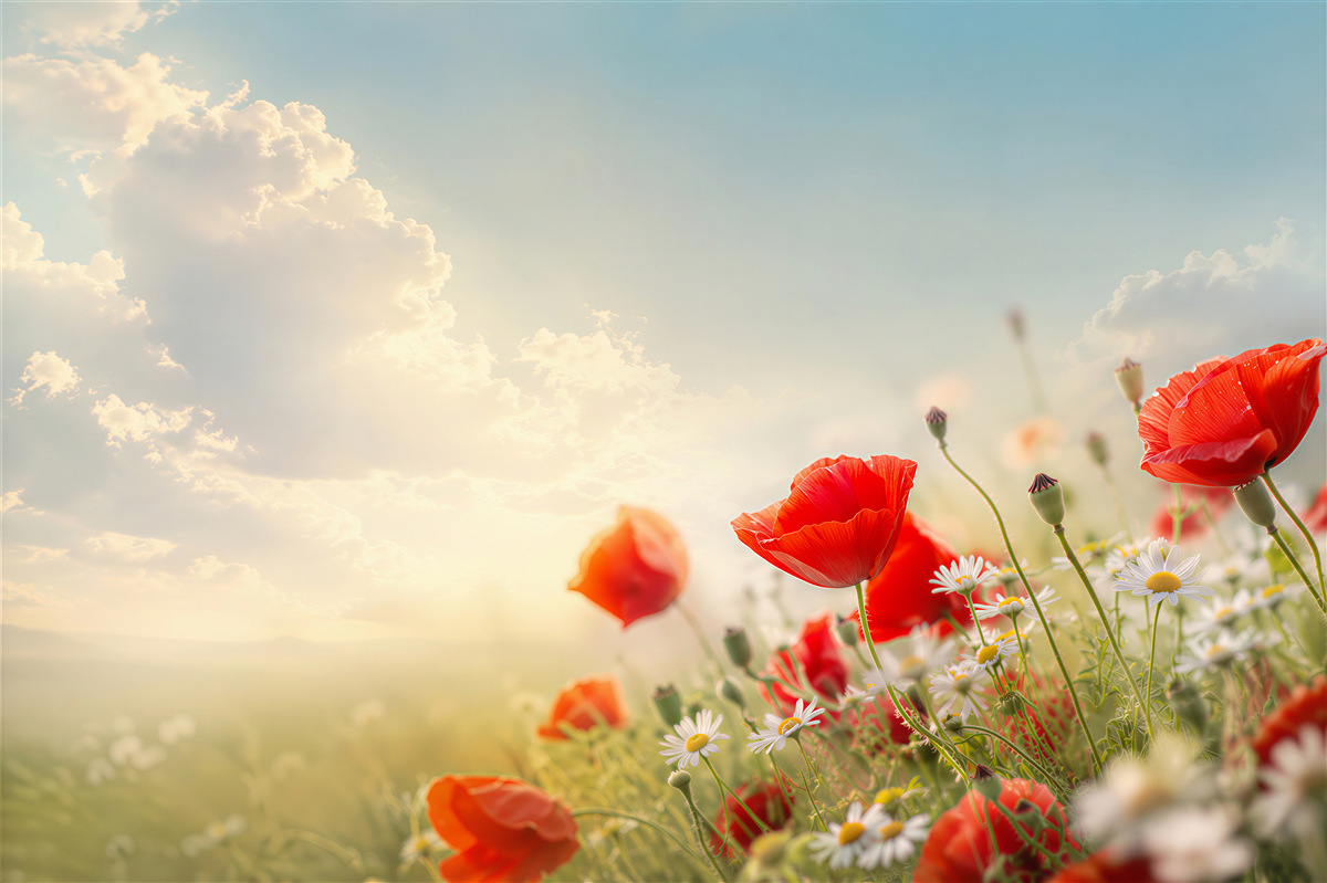 Papier peint fleurs sauvages claires avec des coquelicots
