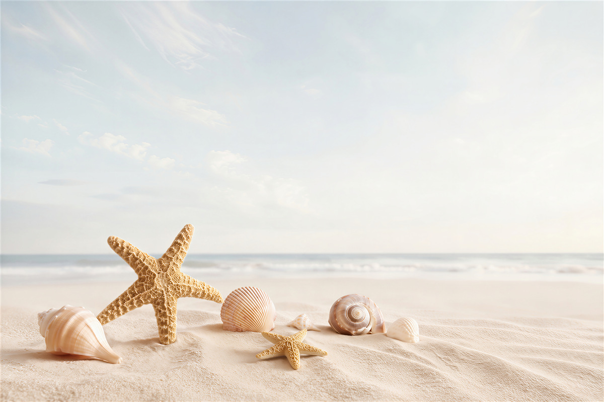 Papier peint coquillages et étoiles de mer sur le sable