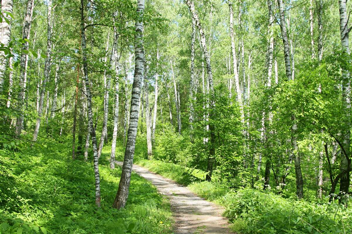 Papier peint chemin dans le bosquet de bouleaux en été
