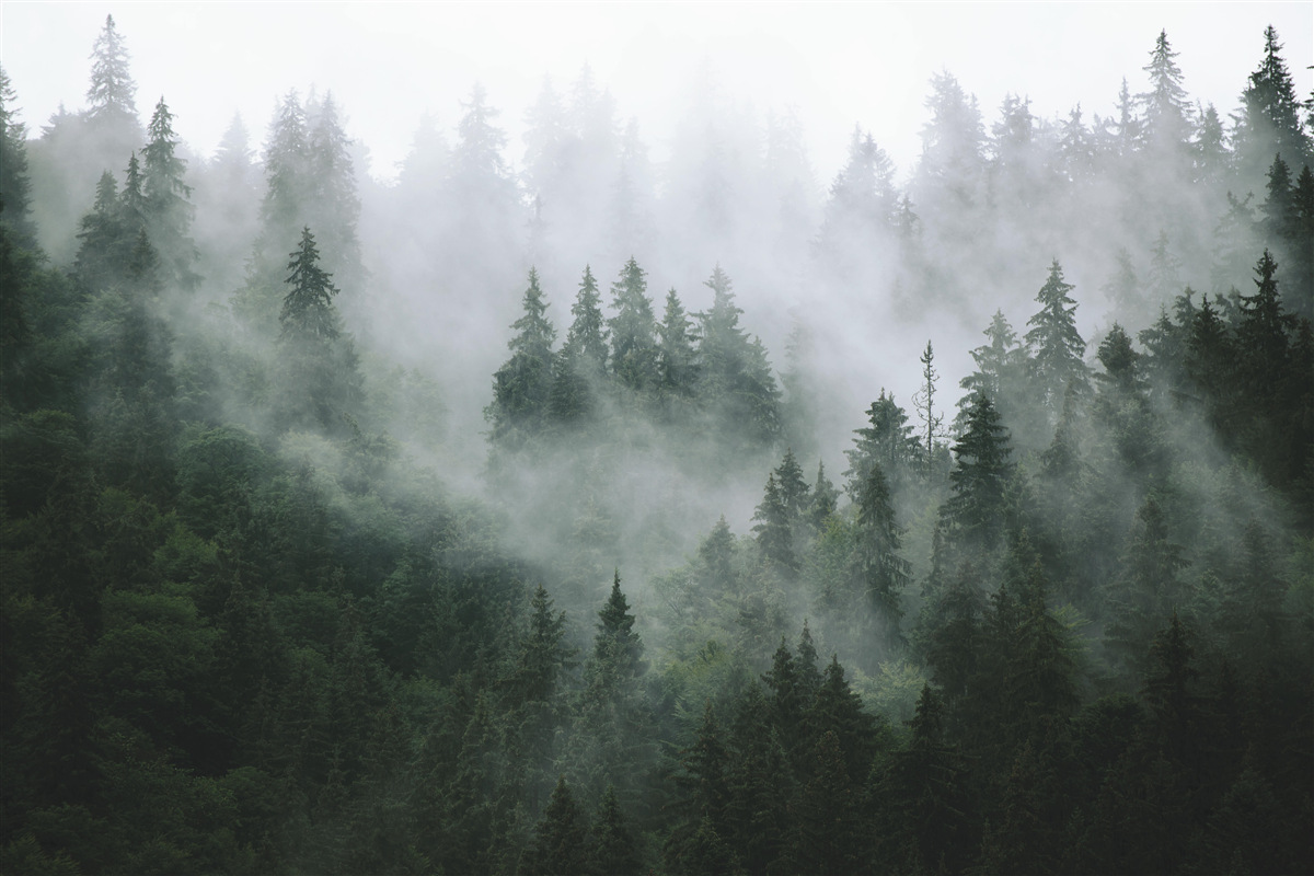 Papier peint bord des arbres conifères dans le brouillard