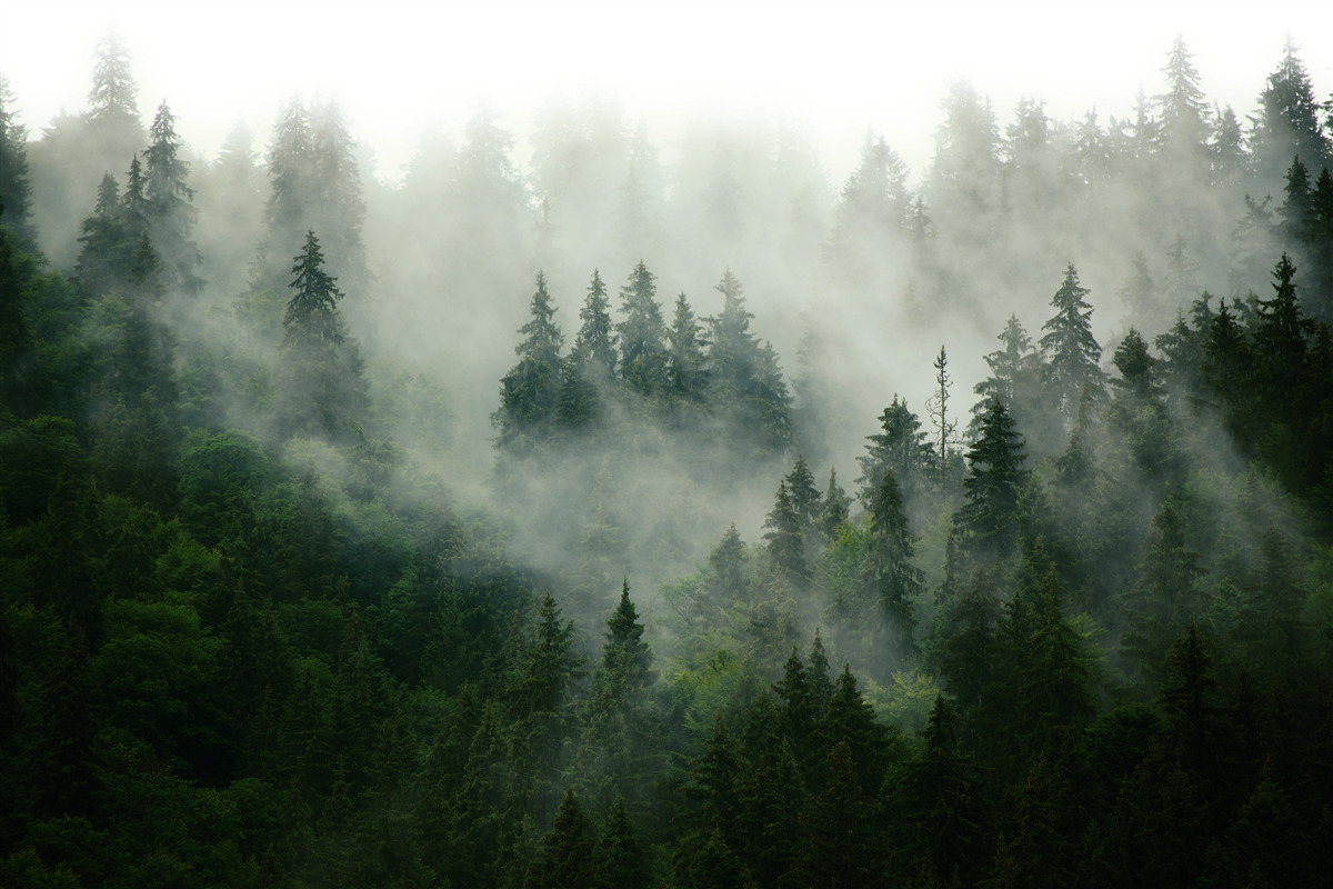 Papier peint brouillard dans les arbres conifères