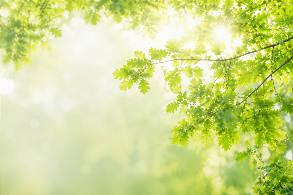 Papier peint rayons de soleil lumineux dans une forêt verte