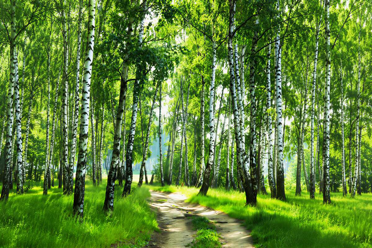 Papier peint chemin de bouleaux par une journée d'été