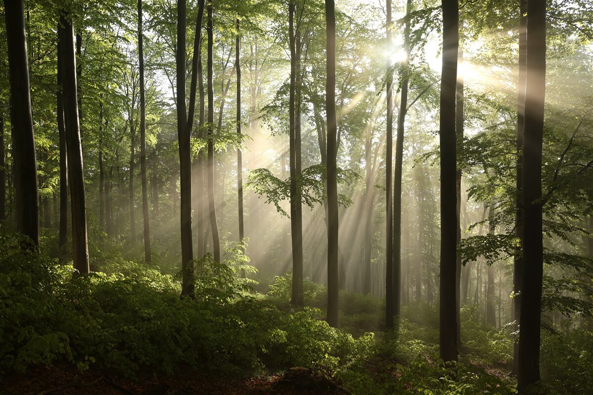 Papier peint rayons de soleil perçant la brume forestière