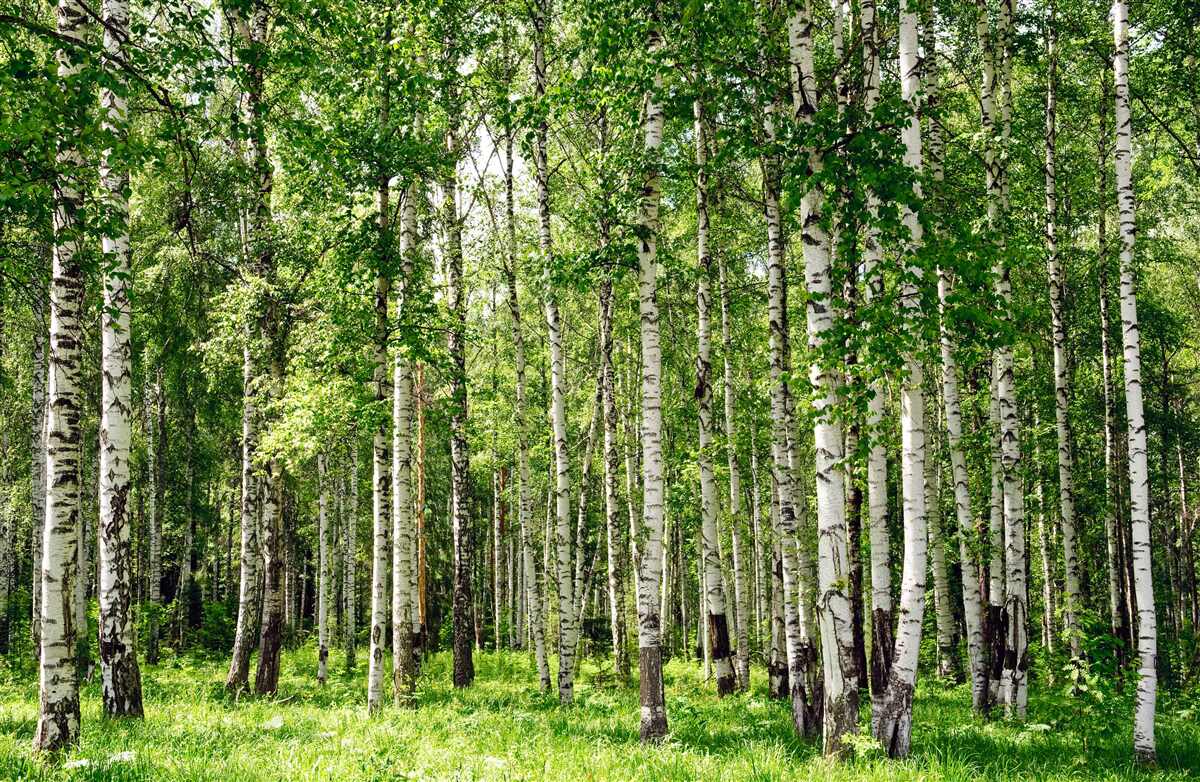 Papier peint bosquet de bouleaux