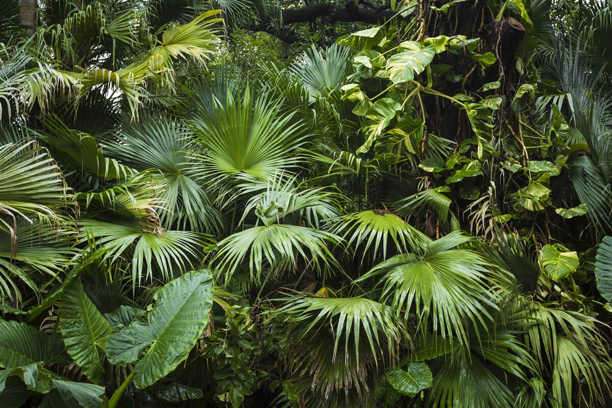 Papier peint richesse de plantes vertes dans les tropiques