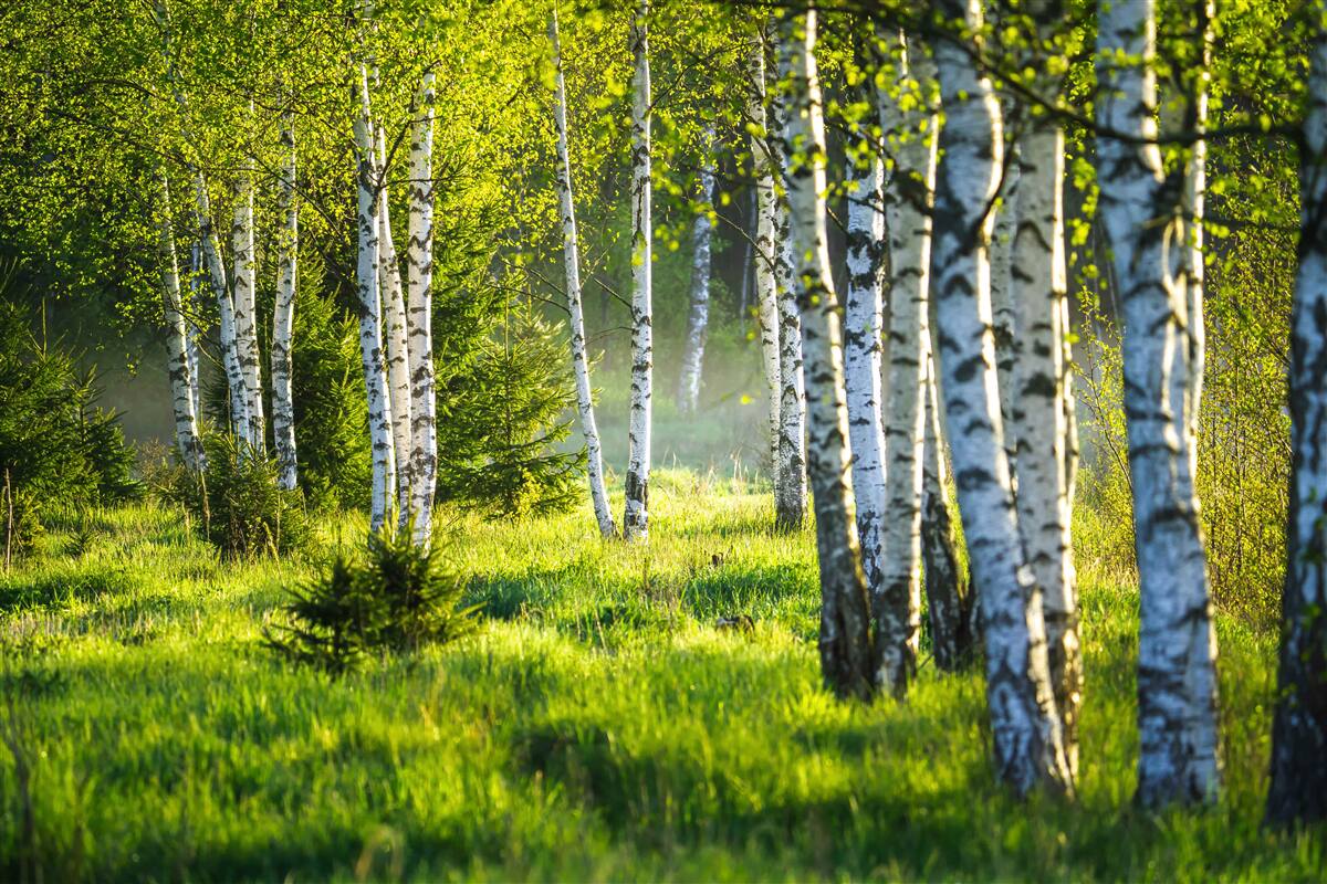Papier peint prairies vertes avec des bouleaux élancés