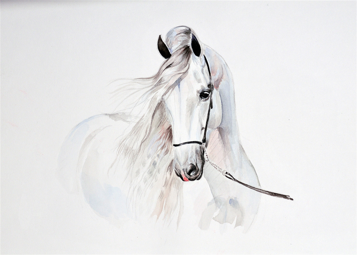 Papier peint cheval blanc en harnais