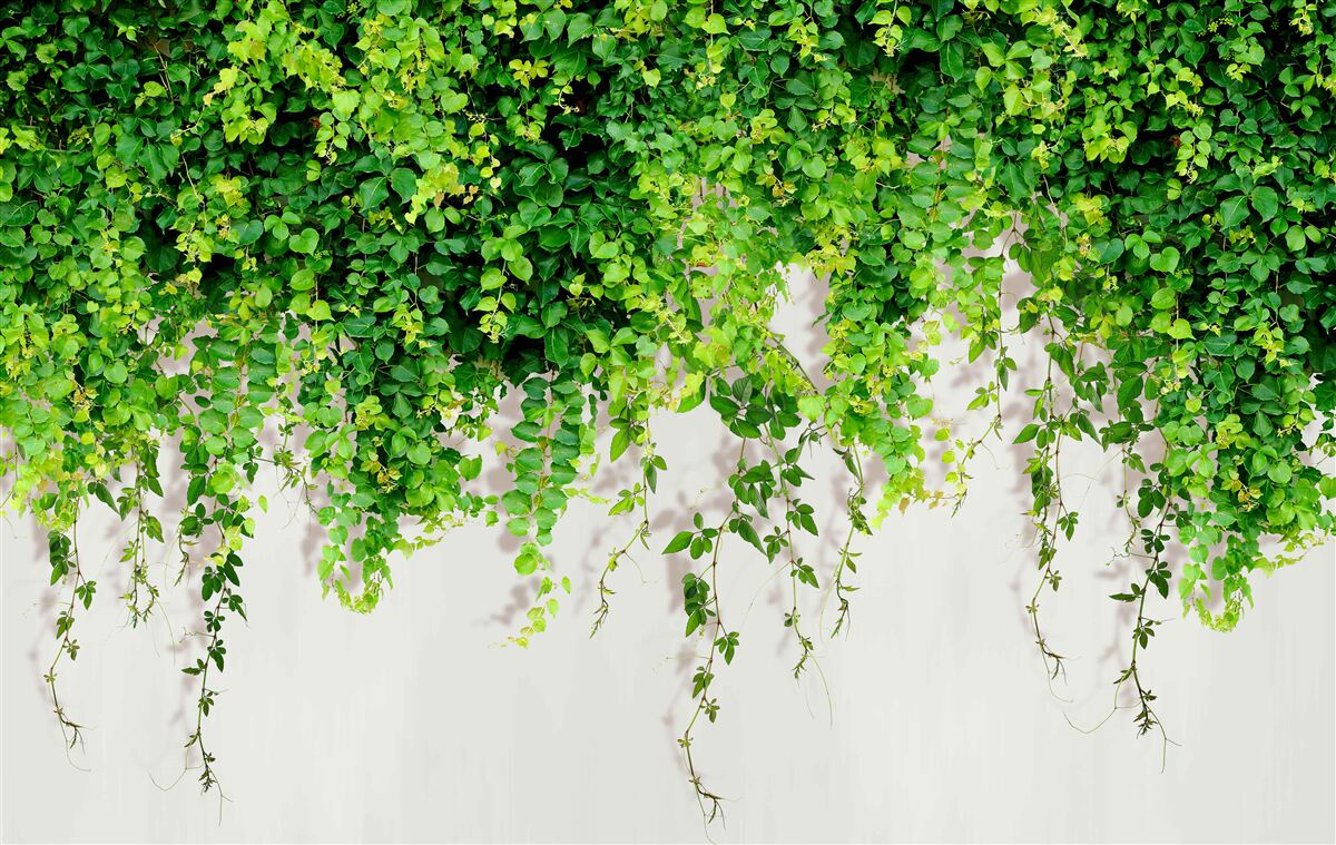 Papier peint végétation verte dense
