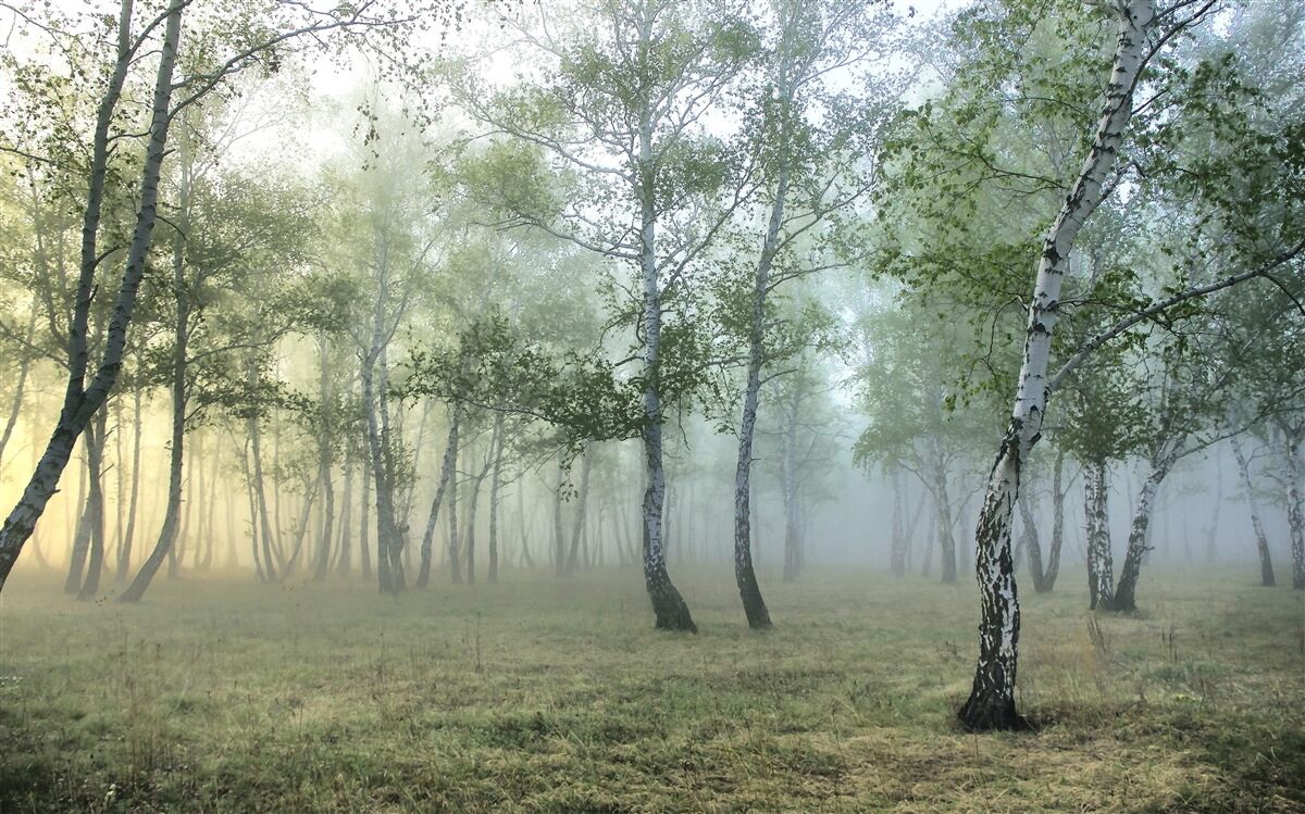 Papier peint bouleaux élancés dans la brume du matin