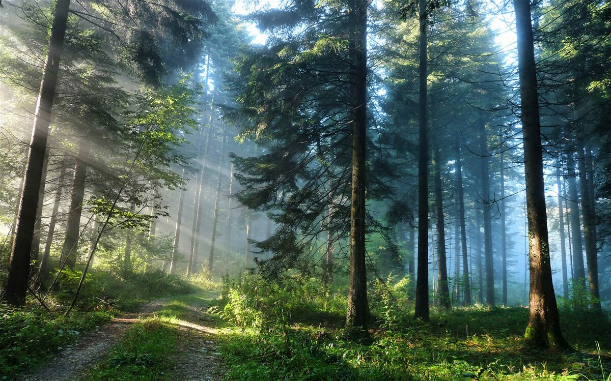 Papier peint chemin dans une forêt brumeuse