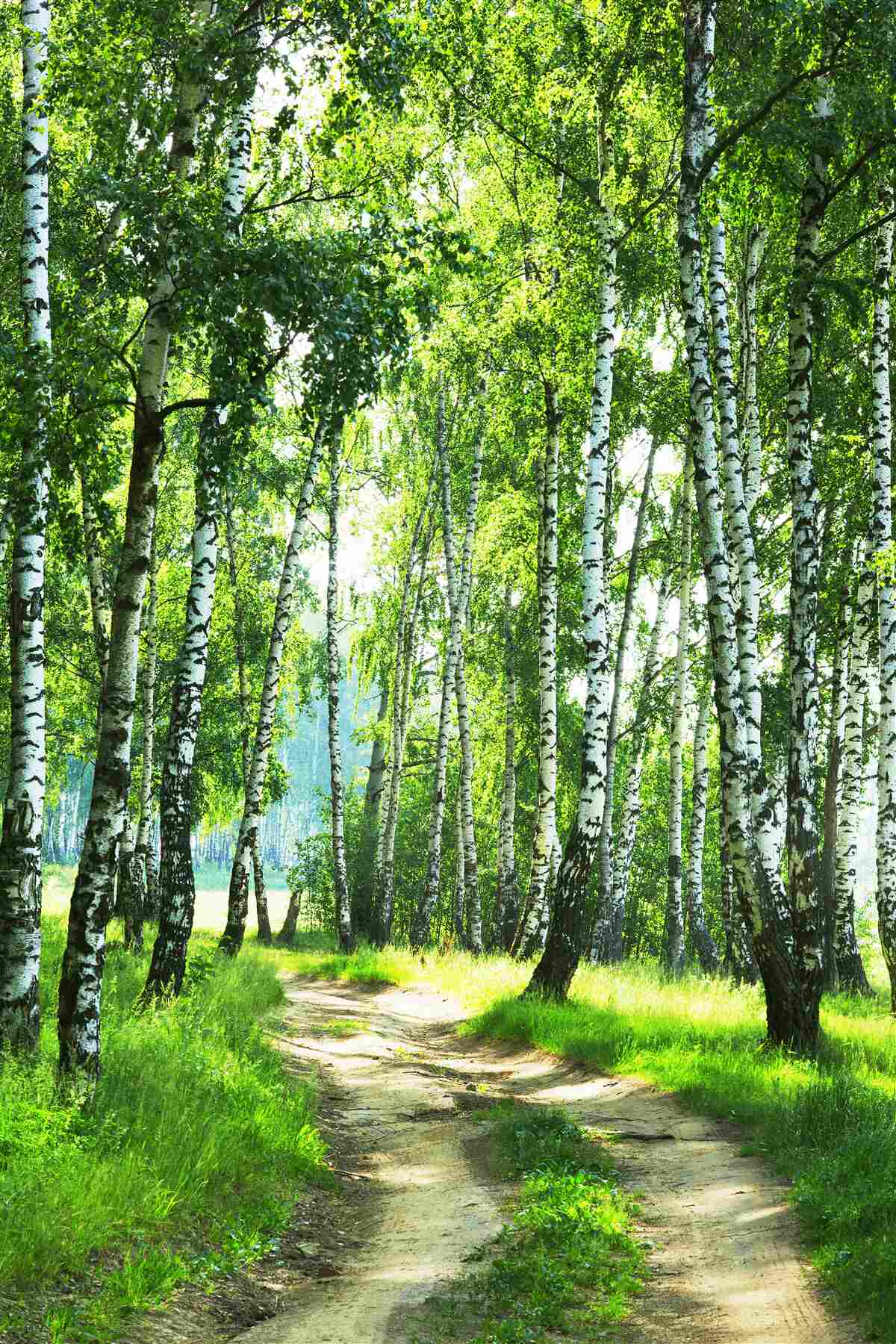 Papier peint forêt de bouleaux
