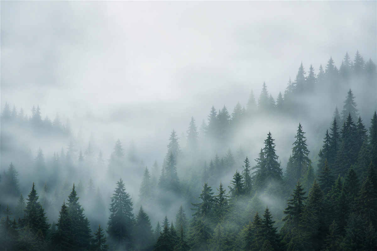 Papier peint brouillard dans les pins