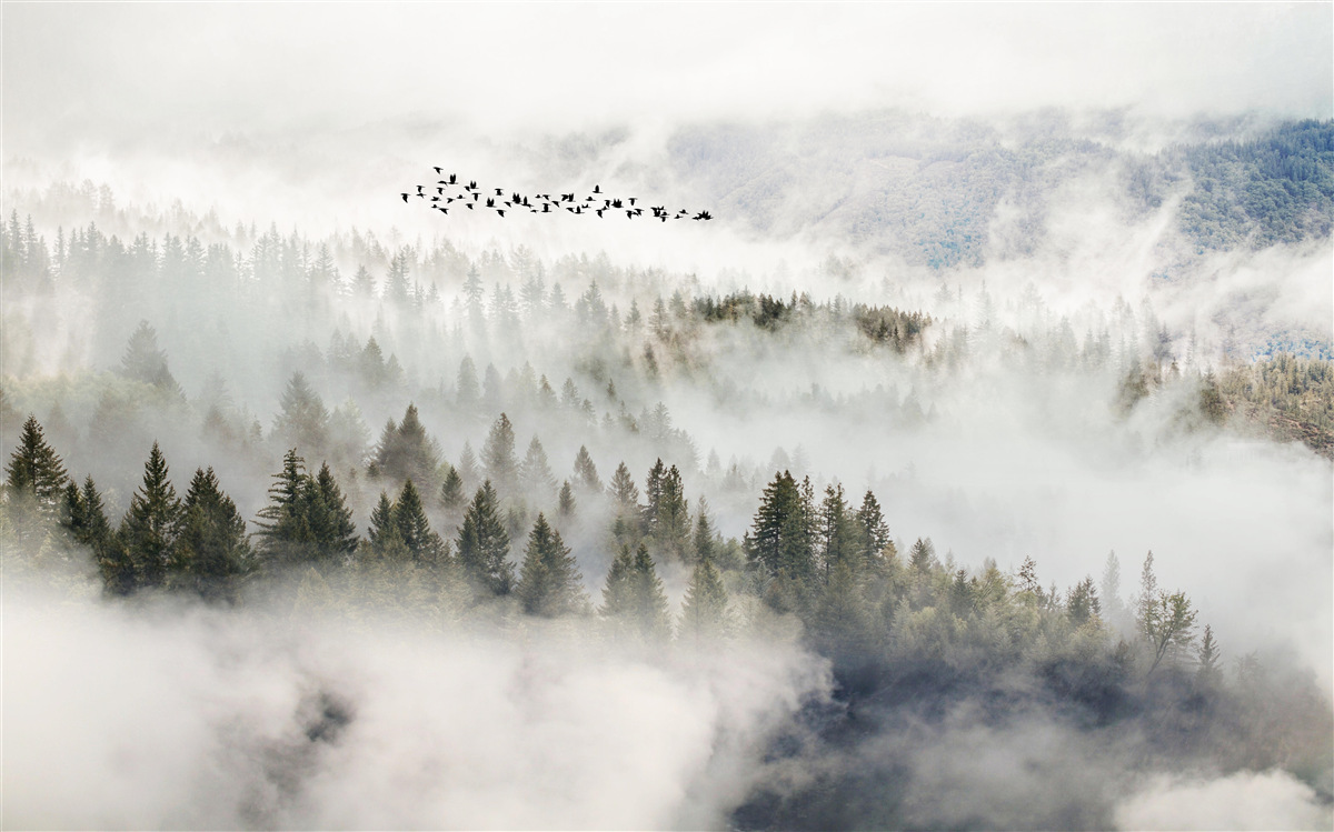Papier peint montagnes embrumées