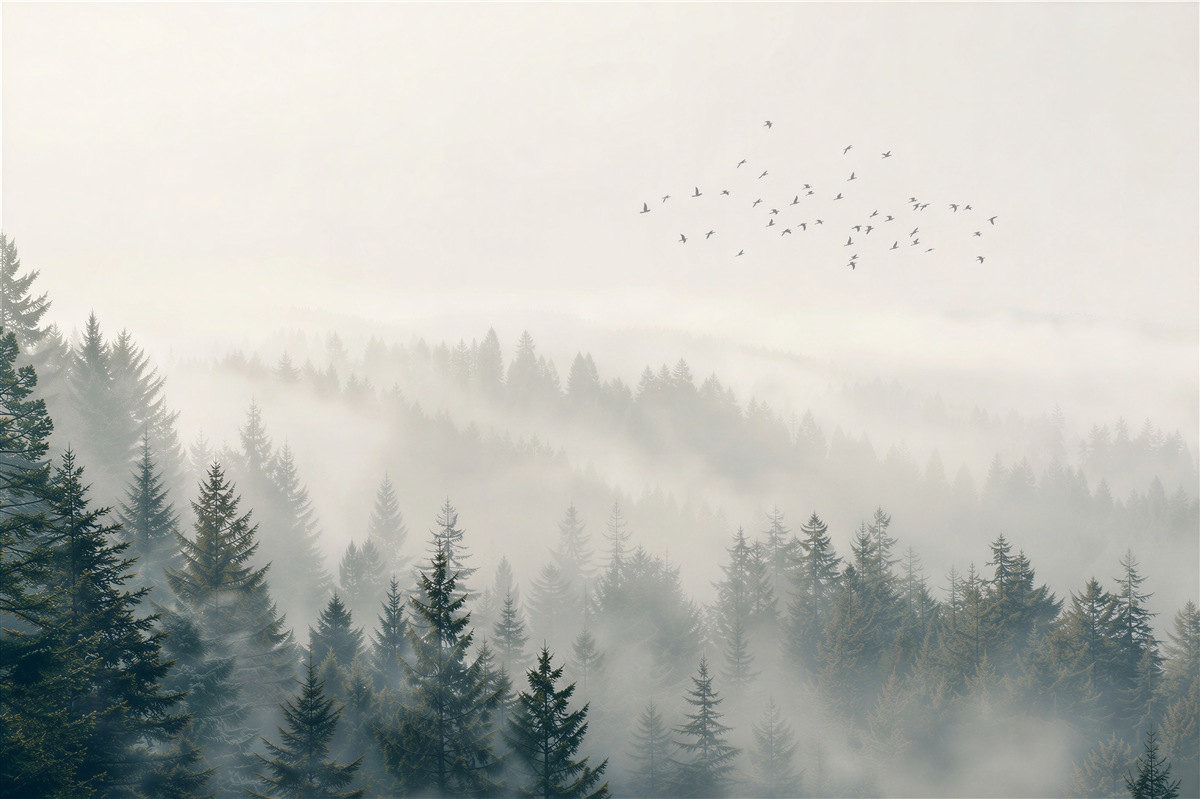 Papier peint Sapins et oiseaux